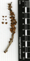 Pouteria durlandii (Standl.) Baehni, Guatemala, C. L. Lundell 16759, F